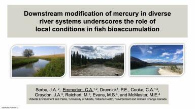 Downstream Modification of Mercury in Rivers Underscores the Role of Local Conditions in Fish Bioaccumulation